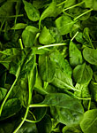 Spinach