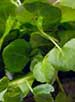 Watercress