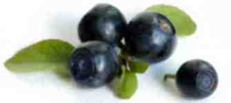 Blueberries