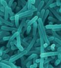 Listeria