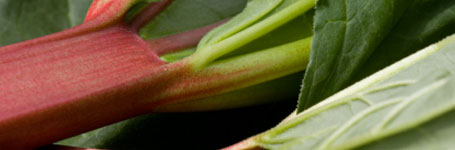 Rhubarb