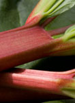 Rhubarb