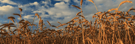 Wheat in a field