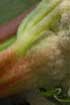 cauliflower and rhubarb
