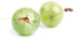 Gooseberries
