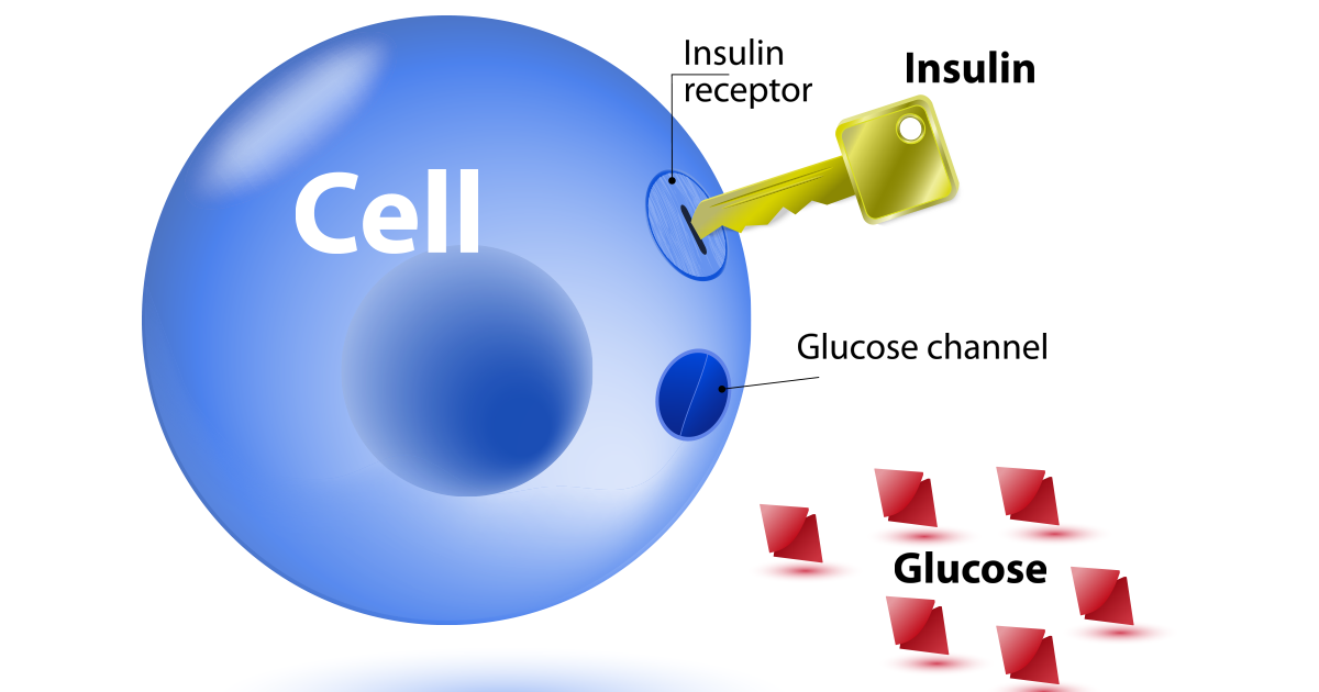 How does glucose enter a cell?