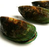 Mussels