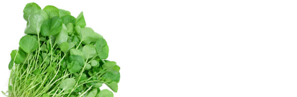Watercress